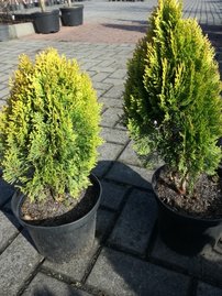 Tuja východná Morgan, Platycladus orientalis 30 - 40 cm, kont. 3l