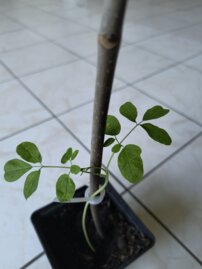 Moringa olejodárna (Moringa), kont.