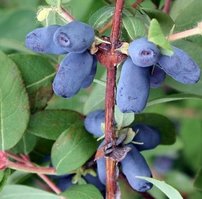 Zemolez kamčatský Morena, Lonicera kamtschatica 30 - 40 cm, kont. 1,5l