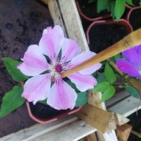 Plamienok Nelly Moser, Clematis, kontajner 3l