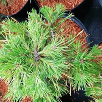Borovica lesná Moseri, Pinus sylvestris, 30 - 50 cm, kont. 3l