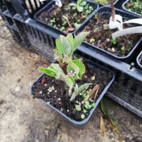 Muchovník jelšolistý Honeywood, Amelanchier alnifolia kont. 0,5 l