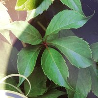 Pavinič päťlistý, Parthenocissus quinquefolia ,  40 - 60 cm, kont. 3l