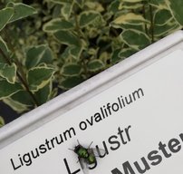 Vtáčí zob vajcolistý Musli Muster, Ligustrum ovalifolium, kontajner 3l