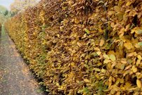 Hrab obyčajný, Carpinus betulus, kont. 2l