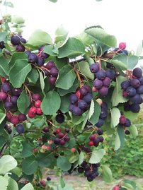 Muchovník jelšolistý Northline , Amelanchier alnifolia kont. 5 l, + 150 cm