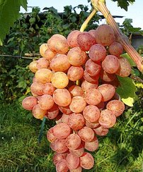 Vinič hroznorodý Kišmiš Nachodka, Vitis vinifera, kontajnerovaná sadenica 1 l