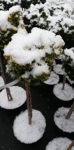 Cypruštek tupolistý Nana Aurea, Chamaecyparis obtusa, kontajner C5, na kmienku 70 cm