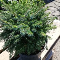 Smrek omorikový-balkánsky Nana, Picea omorika +100 cm, kont. 100l