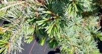 Borovica drobnokvetá Negishi, Pinus parviflora, 50 - 60 cm, kont 5l