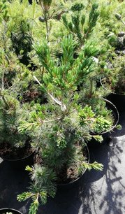 Borovica drobnokvetá Negishi, Pinus parviflora, 50 - 60 cm, kont 5l