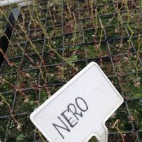 Vinič hroznorodý Nero, Vitis vinifera, kontajnerovaná sadenica 1 l