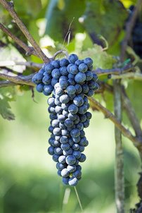 Vinič hroznorodý Nero, Vitis vinifera, kontajnerovaná sadenica 1 l