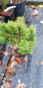 Borovica horská Nerost, Pinus mugo, 20 - 30 cm, kont. P9