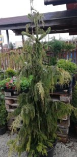 Cypruštek Nutkajský Pendula, Chamaecyparis nootkatensis, + 180cm, kont. 20l