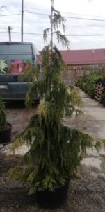 Cypruštek Nutkajský Pendula, Chamaecyparis nootkatensis, + 180cm, kont. 20l