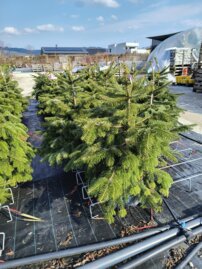 Jedľa Nordmannova, Abies nordmanniana, +100 cm, kont. 10 l.