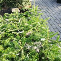 Jedľa kaukazká, Abies nordmanniana, 20 - 45 cm, kont. 3l