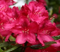 Rododendron Nova Zembla, Rhododendron, 30 - 50 cm, kont. 5l