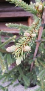 Smrek sibírsky caerulea, Picea obovata, 60 - 70 cm, kont 7l