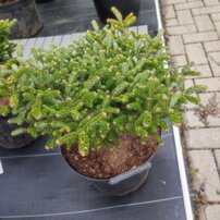 Jedľa kórejska Oberon, Abies koreana, kontajner C15 40 – 50 cm