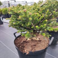 Jedľa kórejska Oberon, Abies koreana, kontajner C15 40 – 50 cm