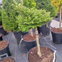 Jedľa kórejska Oberon, Abies koreana, kontajner C15 na kmienku 40 – 50 cm