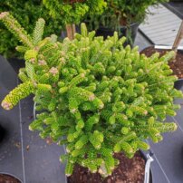Jedľa kórejska Oberon, Abies koreana, kontajner C15 na kmienku 40 – 50 cm