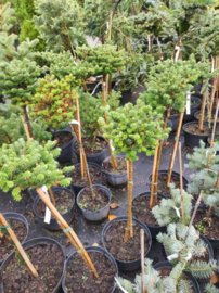 Jedľa kórejska Oberon, Abies koreana, kontajner C15 na kmienku 40 – 50 cm