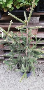 Smrek sibírsky caerulea, Picea obovata, 60 - 70 cm, kont 7l