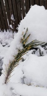 Borovica hustokvetá Oculus Draconis, Pinus densiflora, 50 - 70 cm, kont. 5l