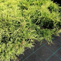 Borievka pfitzerová Old gold, Juniperus x pfitzeriana 5 - 10 cm, kont. 3l