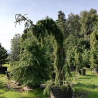 Smrek omorikový Pendula, Picea omorika 300 - 400 cm, kont. 100l