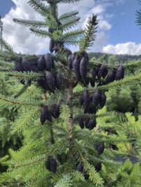 Smrek omorikový-balkánsky, Picea omorika + 100 cm, kont. 20l
