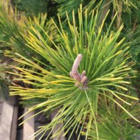 Borovica drobnokvetá Ogon, Pinus parviflora, kontajner C30 , + 100 cm