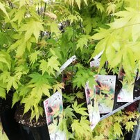Javor dlaňovitolistý Orange Dream, Acer palmatum , 40 – 70 cm, kontajner C 3