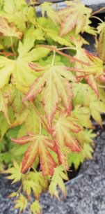 Javor dlaňovitolistý Orange Dream, Acer palmatum , 40 – 70 cm, kontajner C 3