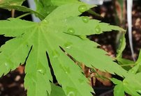 Javor dlaňovitolistý Orange Dream, Acer palmatum , 40 – 70 cm, kontajner C 3