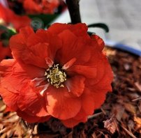 Dulovec nádherný Orange Storm, Chaenomeles speciosa , kont. 3l + 20 cm