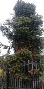 Ostrolistec čínsky, Cunninghamia lanceolata, kont. 3l, 40 - 50 cm