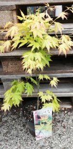 Javor dlaňovitolistý Orange Dream, Acer palmatum , 40 – 70 cm, kontajner C 3