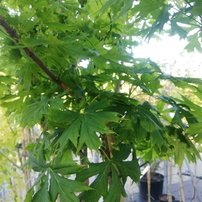 Javor dlaňovitolistý Palmatifidum, Acer palmatum, na kmienku, 140 – 190 cm, kontajner C 3