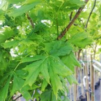 Javor dlaňovitolistý Palmatifidum, Acer palmatum, na kmienku, 140 – 190 cm, kontajner C 3