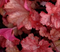 Heuchera Paprica, kont. 1l