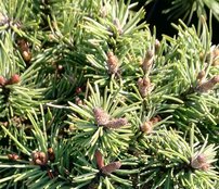 Borovica pyrenejská Paradekissen, Pinus uncinata, kmeň 55 - 70 cm, kont. 5l