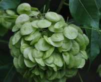 Krídlatec trojlistý, Ptelea trifoliata , kont. P9