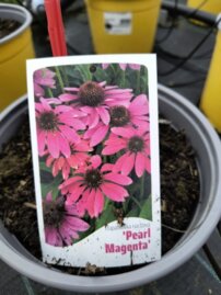 Echinacea „Magenta Pearl“, Echinacea, kont.2l