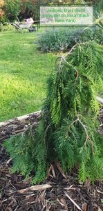 Tuja západná Pendula, Thuja occidentalis 40 - 60 cm, kont. 3l