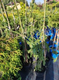Smrek obyčajný Pendula Major, Picea abies + 70 cm, kont. 5l