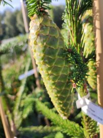Smrek obyčajný Pendula Major, Picea abies + 70 cm, kont. 5l